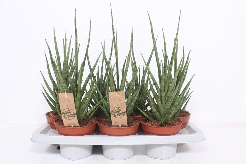 Sansevieria Torch, D 14