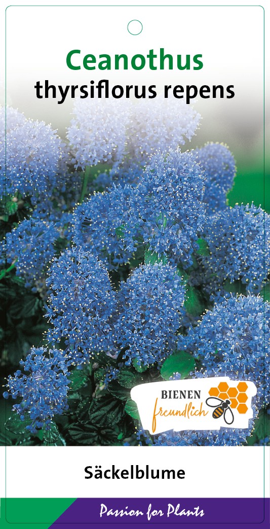 Ceanothus thyrs. repens 30-40C5, D 23 cm