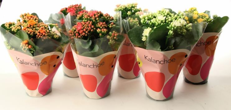 KALANCHOE ARTS-HYBRID 10,5 cm A2, D 11 cm