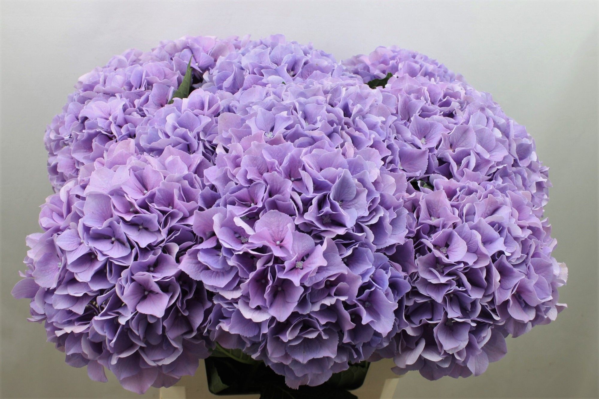 Гортензия Роял Бенефит 70, шт.