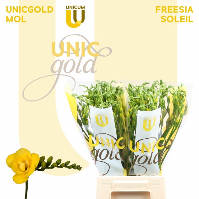 Фрезия дв. Солейл 55, шт.