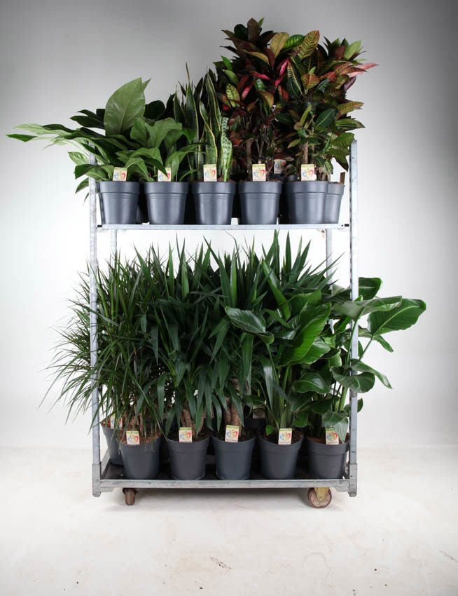 Mix Winter Promo 06, D 24