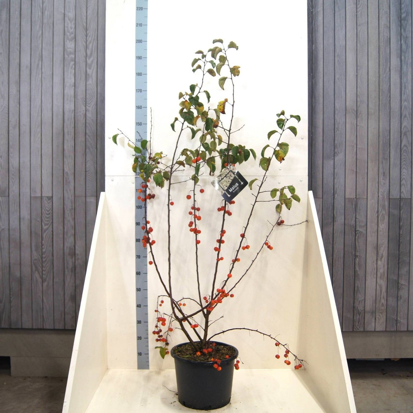 Malus 'Evereste', D 40