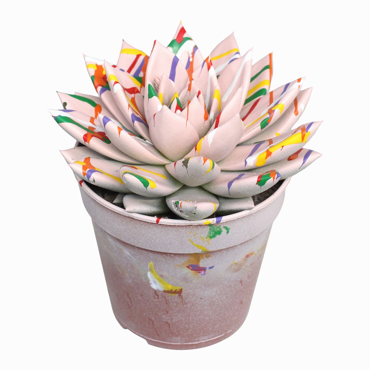 Miranda coloured Splash pastel pink, D 12