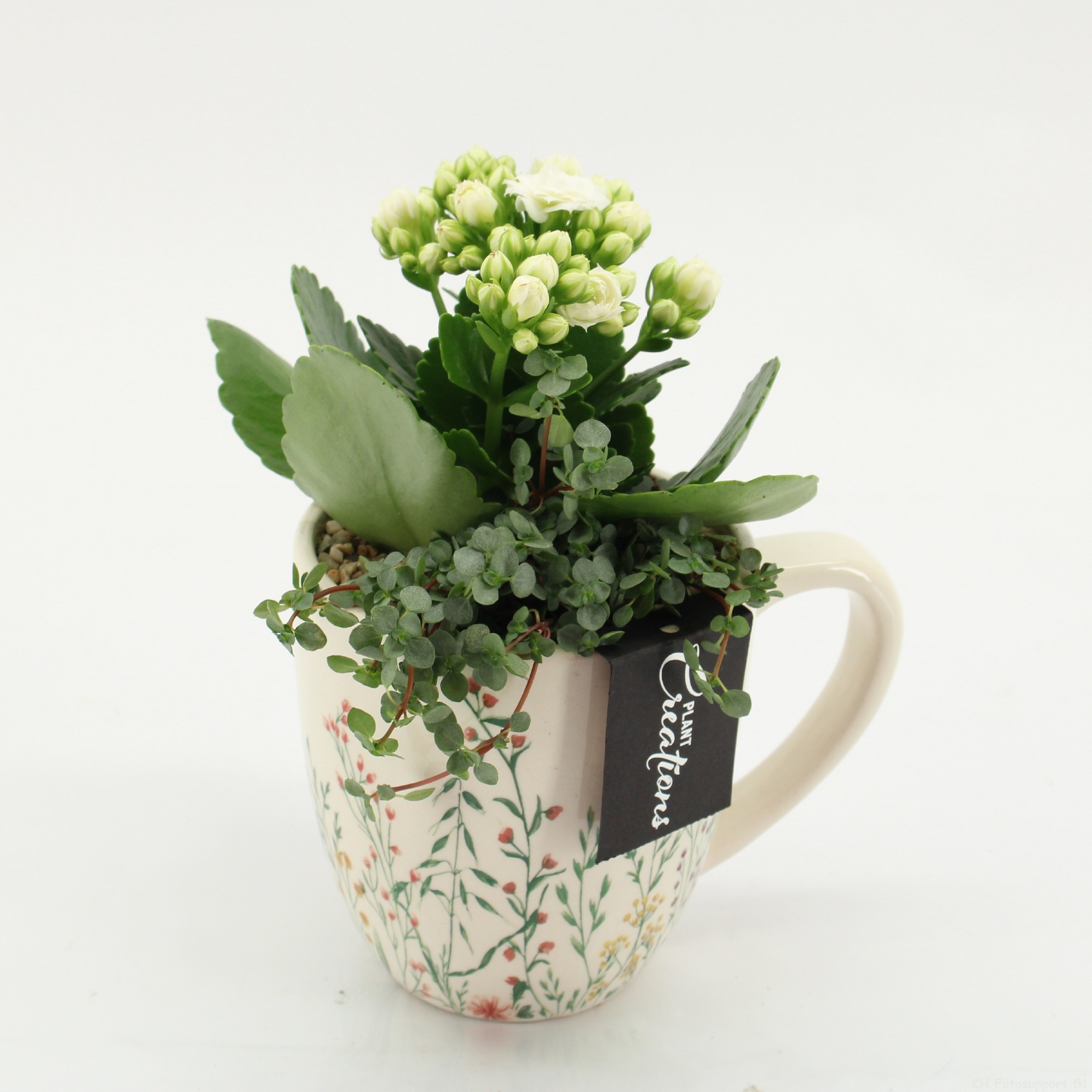 ESCR-2601W Essentials, D 11