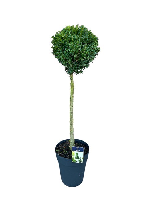 Buxus semp. Bol op Stam 25-30 cm c10/p29, D 29
