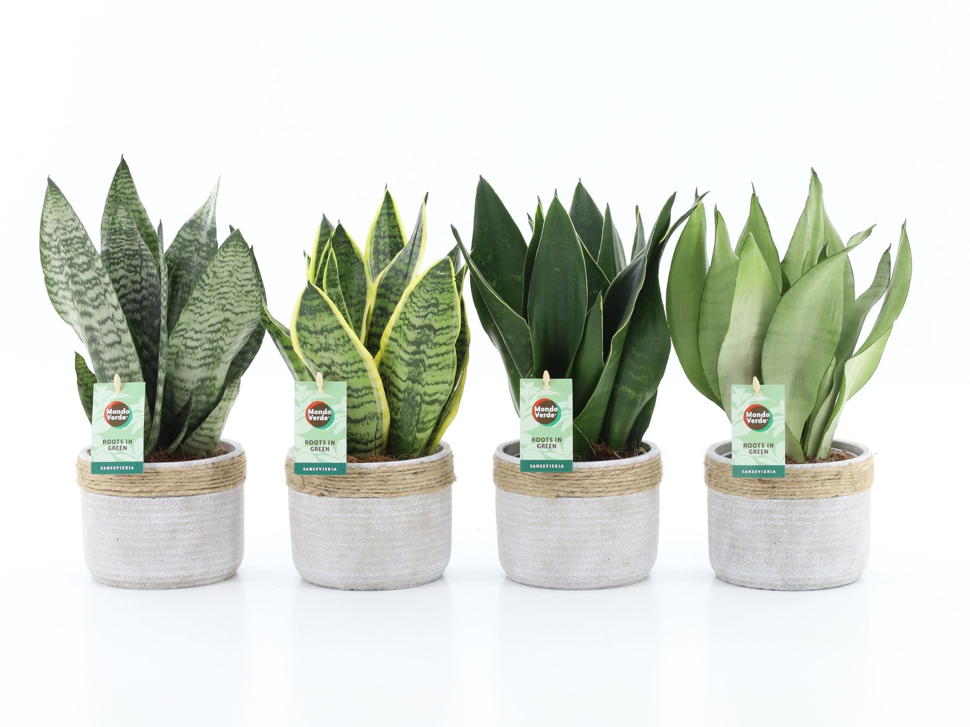 Sansevieria Mix in Sturdy, D 13