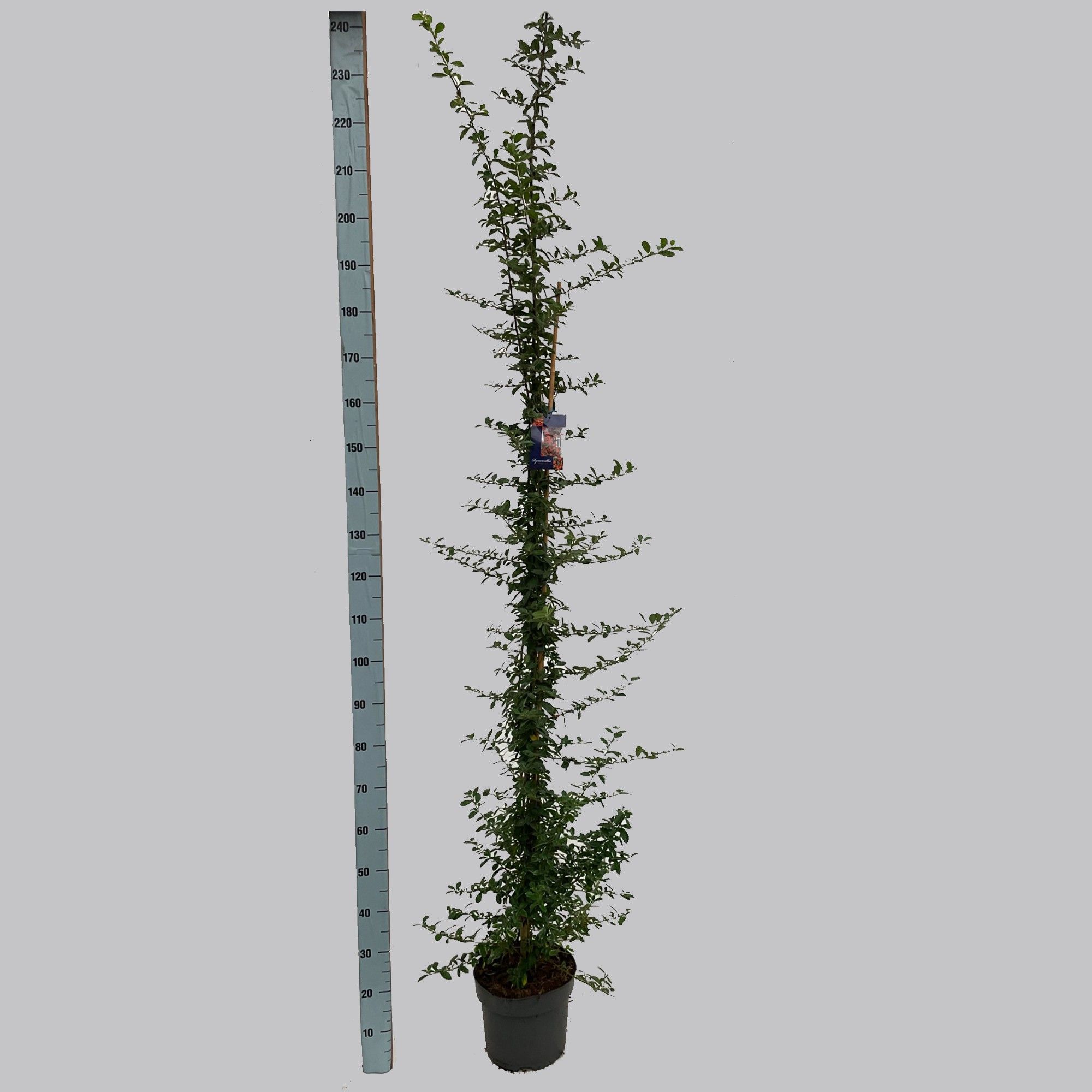 Pyracantha Orange Glow 26/C7.5, D 26