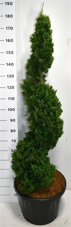 Juniperus chin. 'Kaizuka', D 48 cm Juniperus chin. 'Kaizuka', D 48 cm