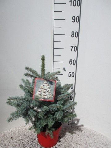 Picea pungens Super Blue 45-50 P26, D 26 cm