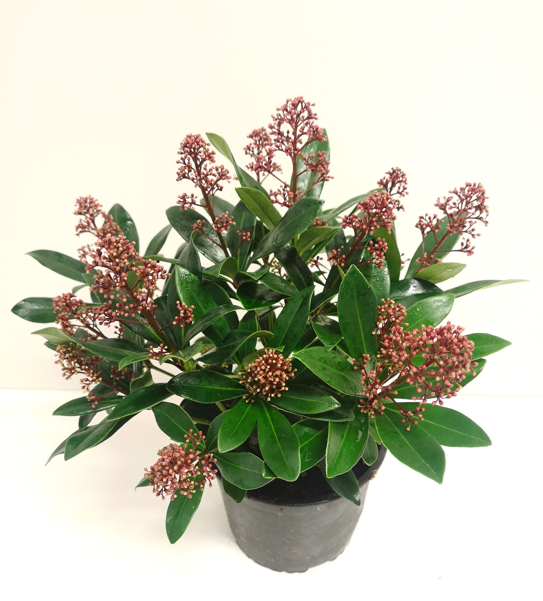 Skimmia japonica 'Rubella', D 17