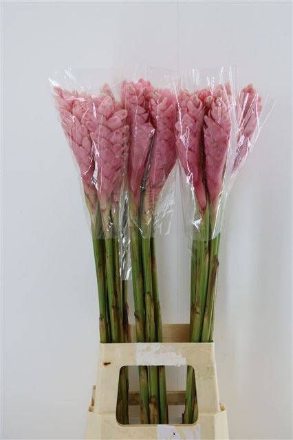 Альпиния Пурпурата 90, шт.