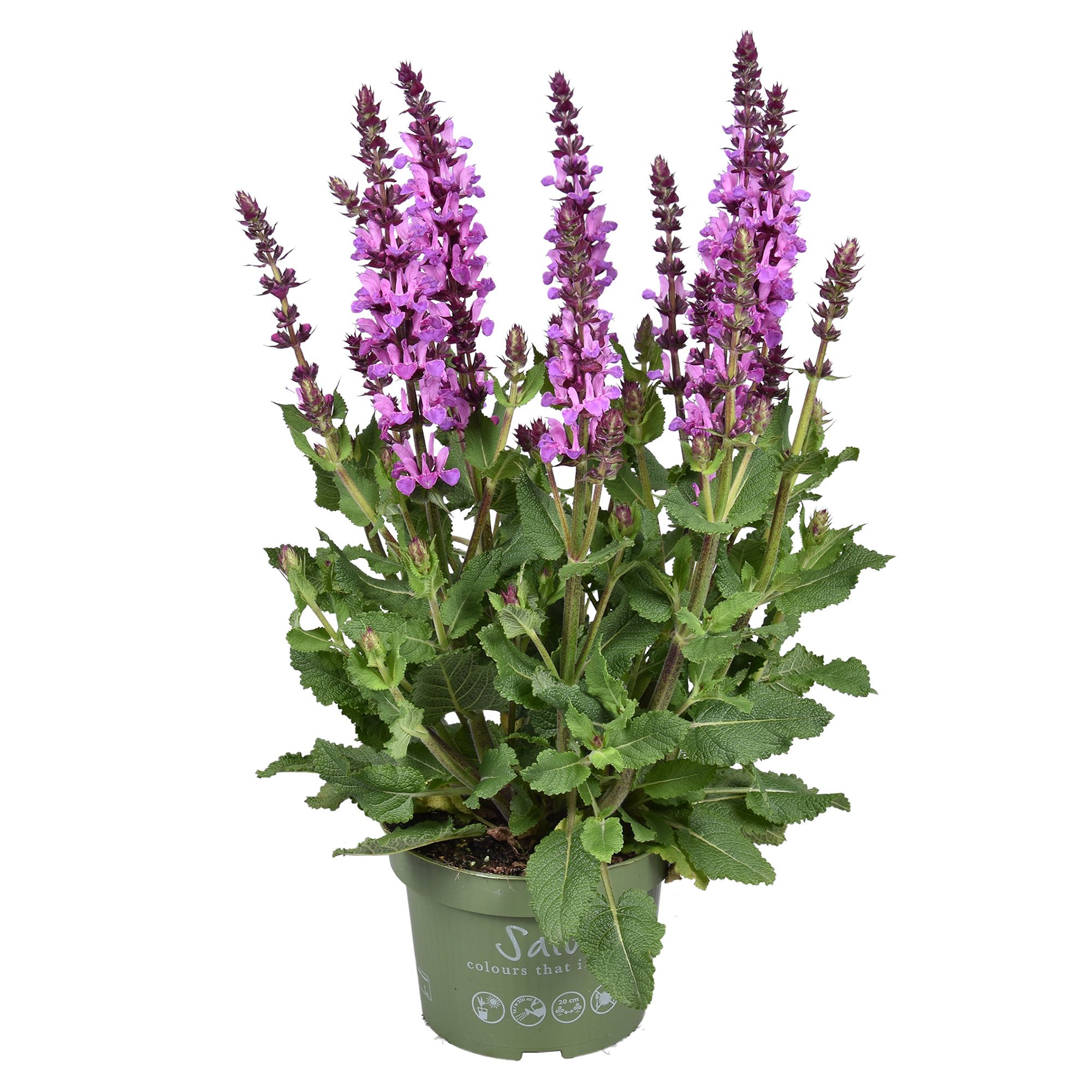 Salvia Marvel Rose, D 13