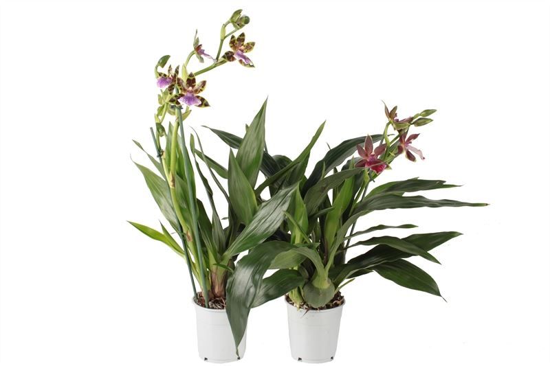Zygopetalum p12 mix 2T - jong gewas, D 12 cm Zygopetalum p12 mix 2T - jong gewas, D 12 cm