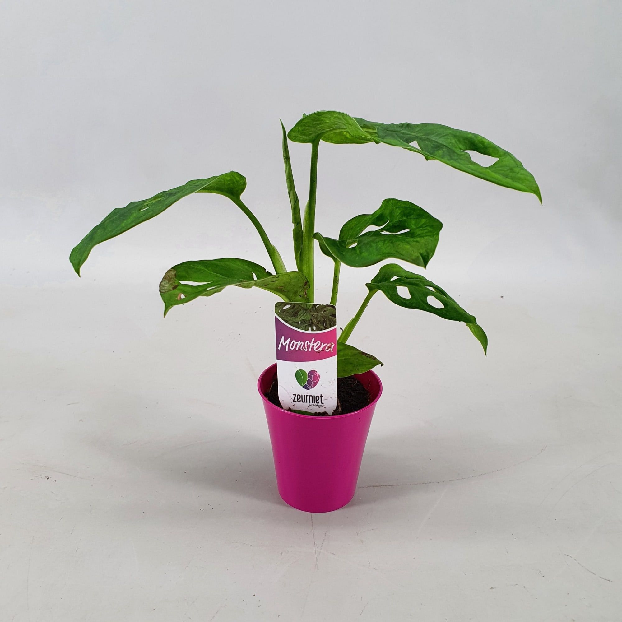 Monstera Monkey Leaf Mini in Linge pot Fuchsia, D 6,5