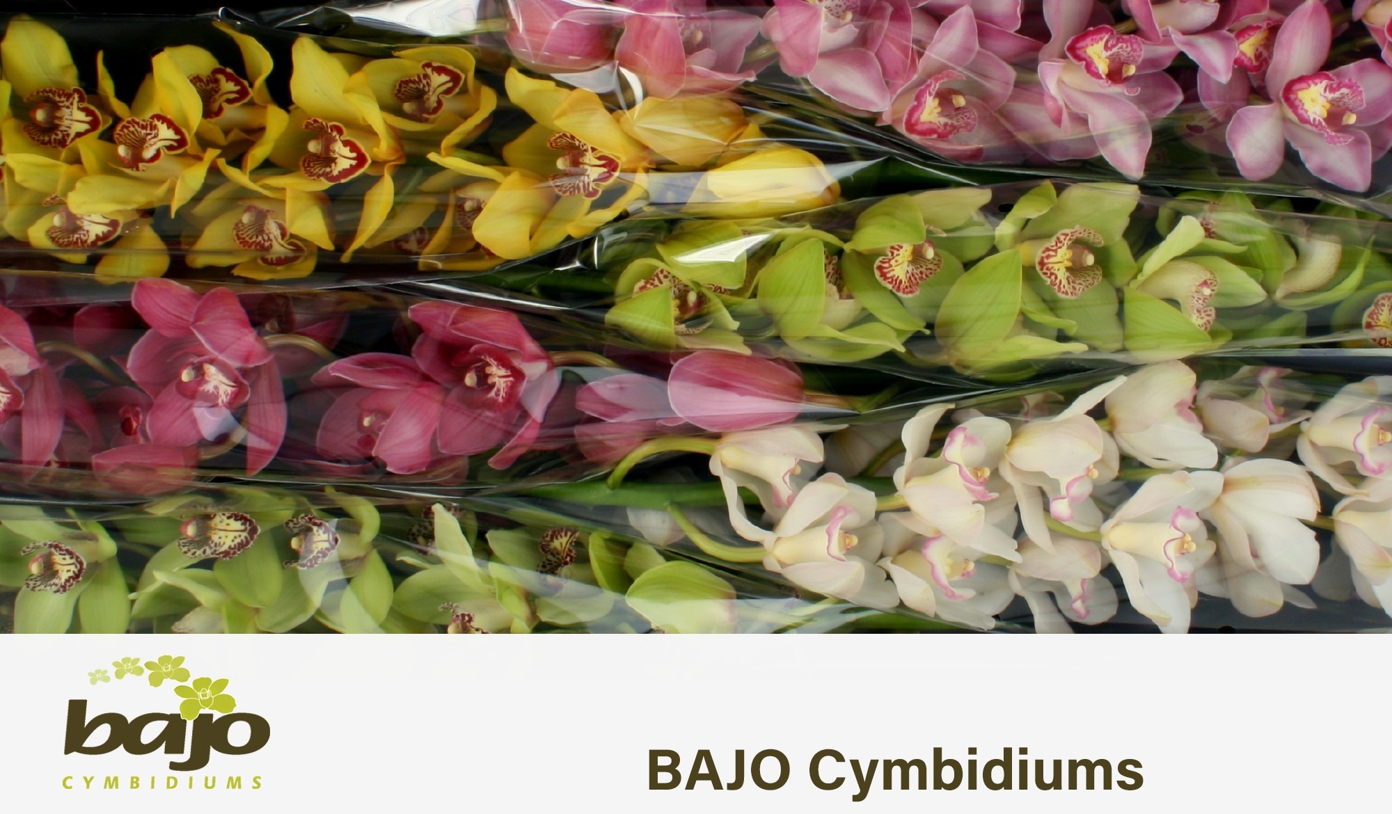 Цимбидиум Микс 80 x6, шт.