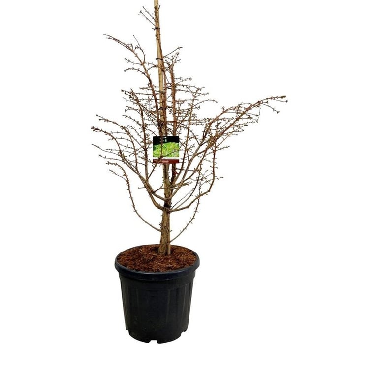 Metasequoia gl. 'Hamlet's Broom', D 40