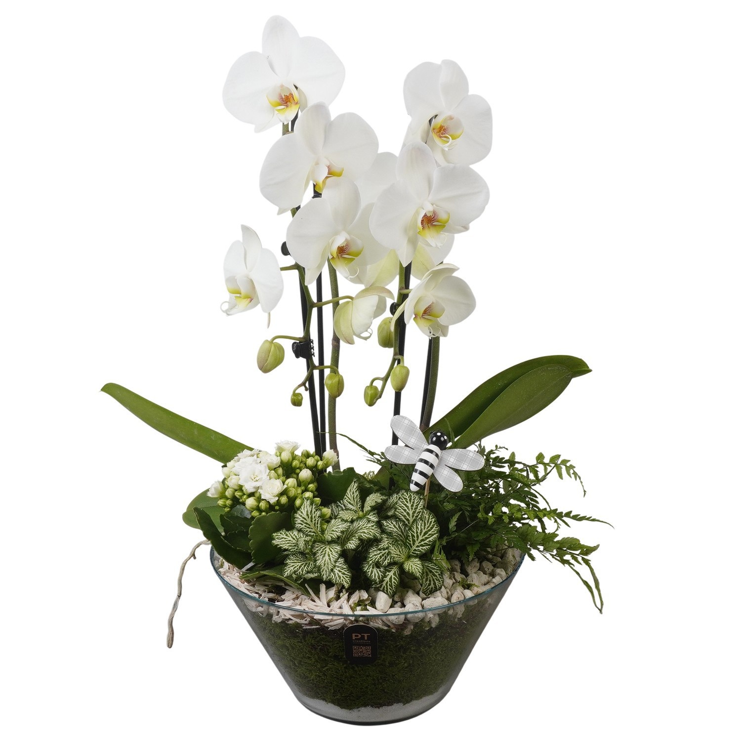 PTIG2679 Arrangement Indoor in glas schaal, D 26