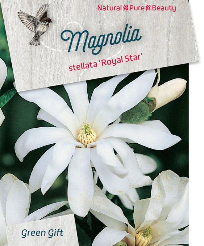 Magnolia st. 'Royal Star', D 23