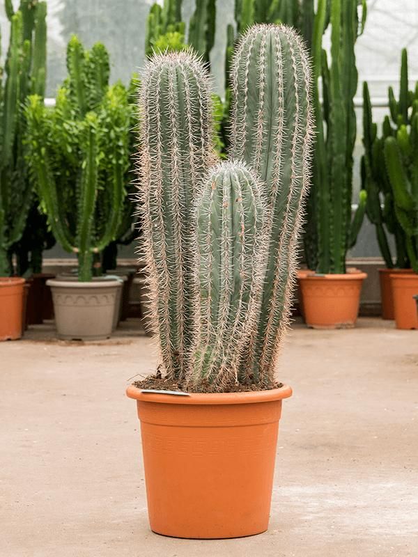 Pachycereus pringlei, D 30