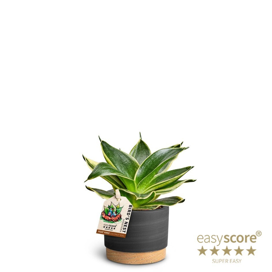 Woodbase Liqurice, Sansevieria hahnii, D 7 cm