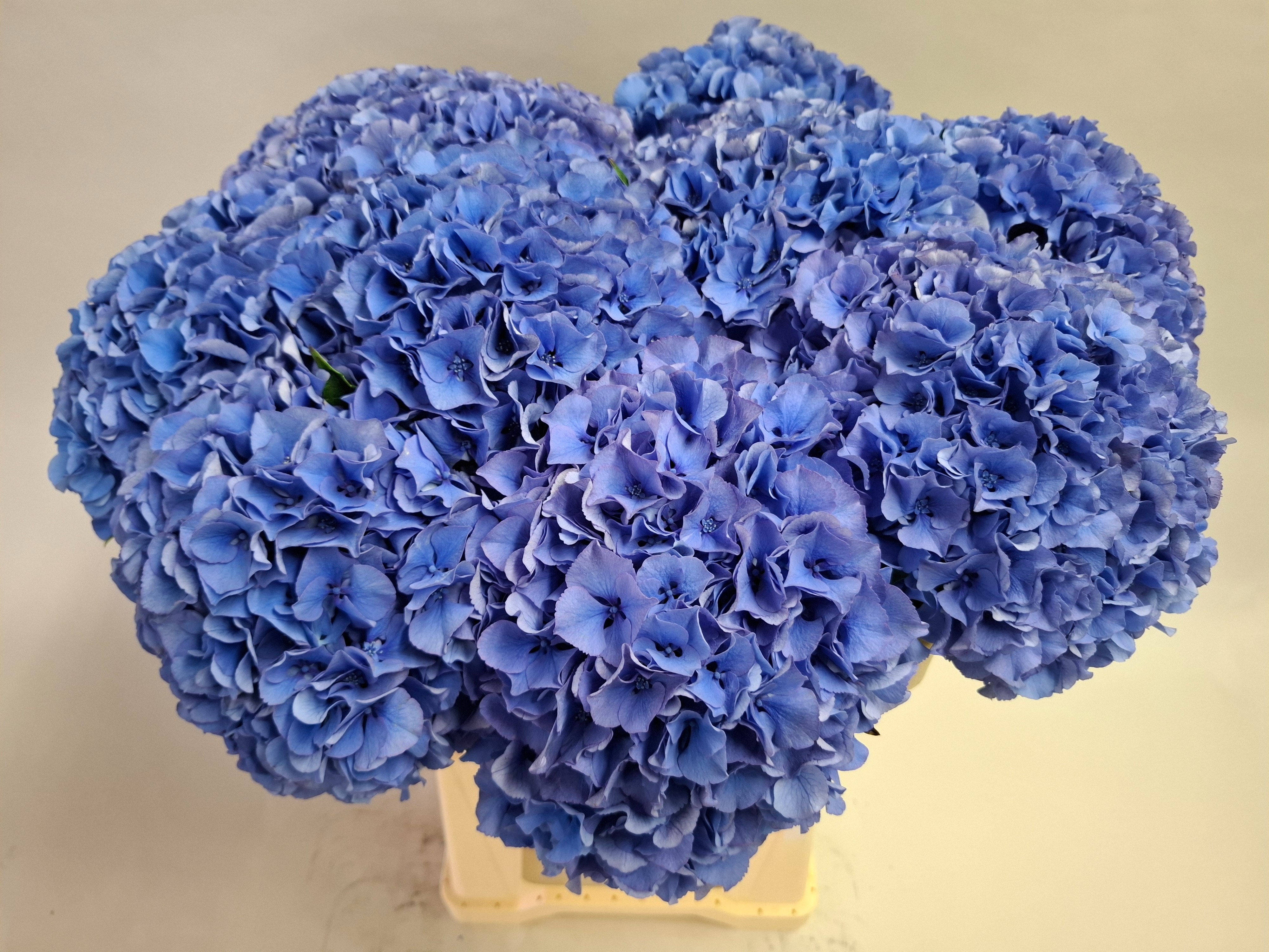 Гортензия Роял Парад 60, шт.