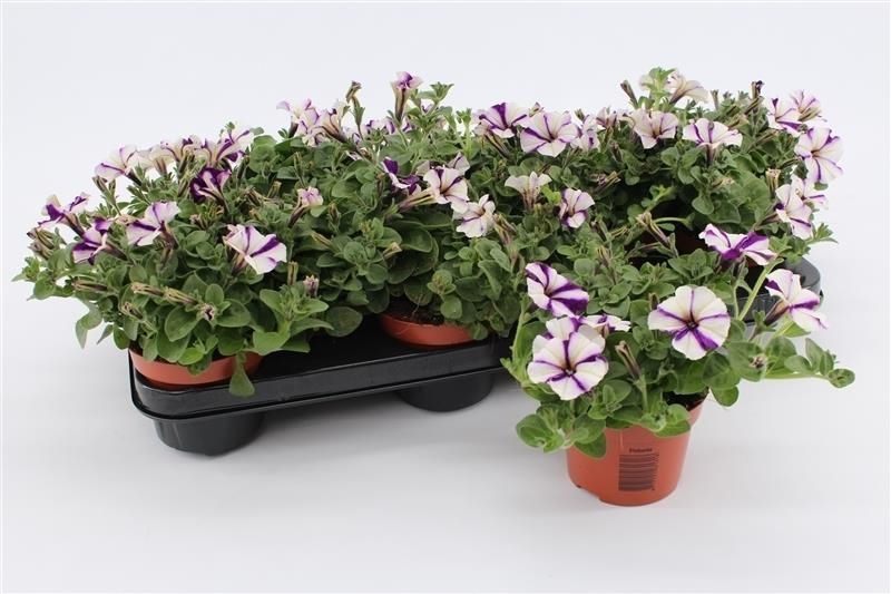Petunia Blue White, D 10,5