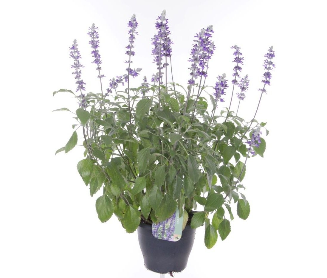 Salvia Mystic Spires Blue, D 23