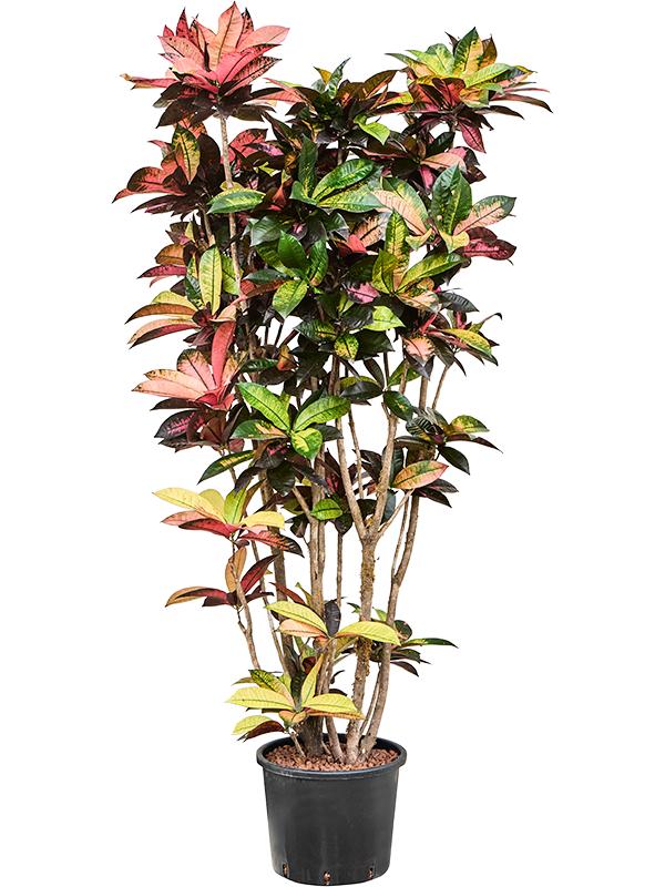 Croton (Codiaeum) variegatum 'Mrs. Iceton', D 30 cm