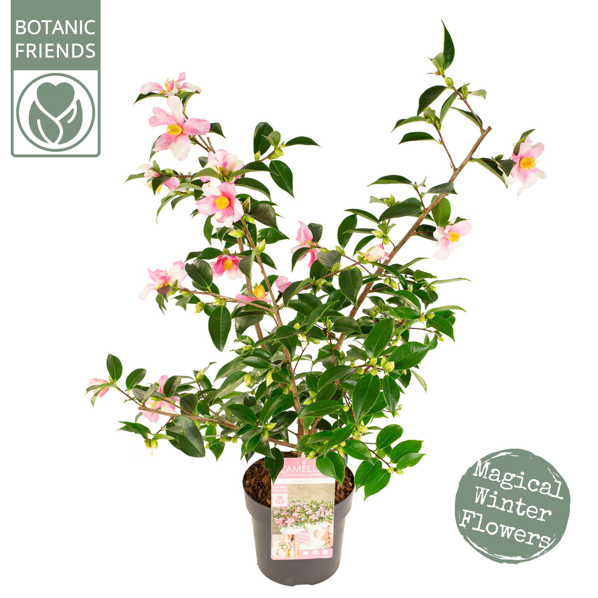 Camellia sas. 'Strawberry Swirl' Premium, D 19