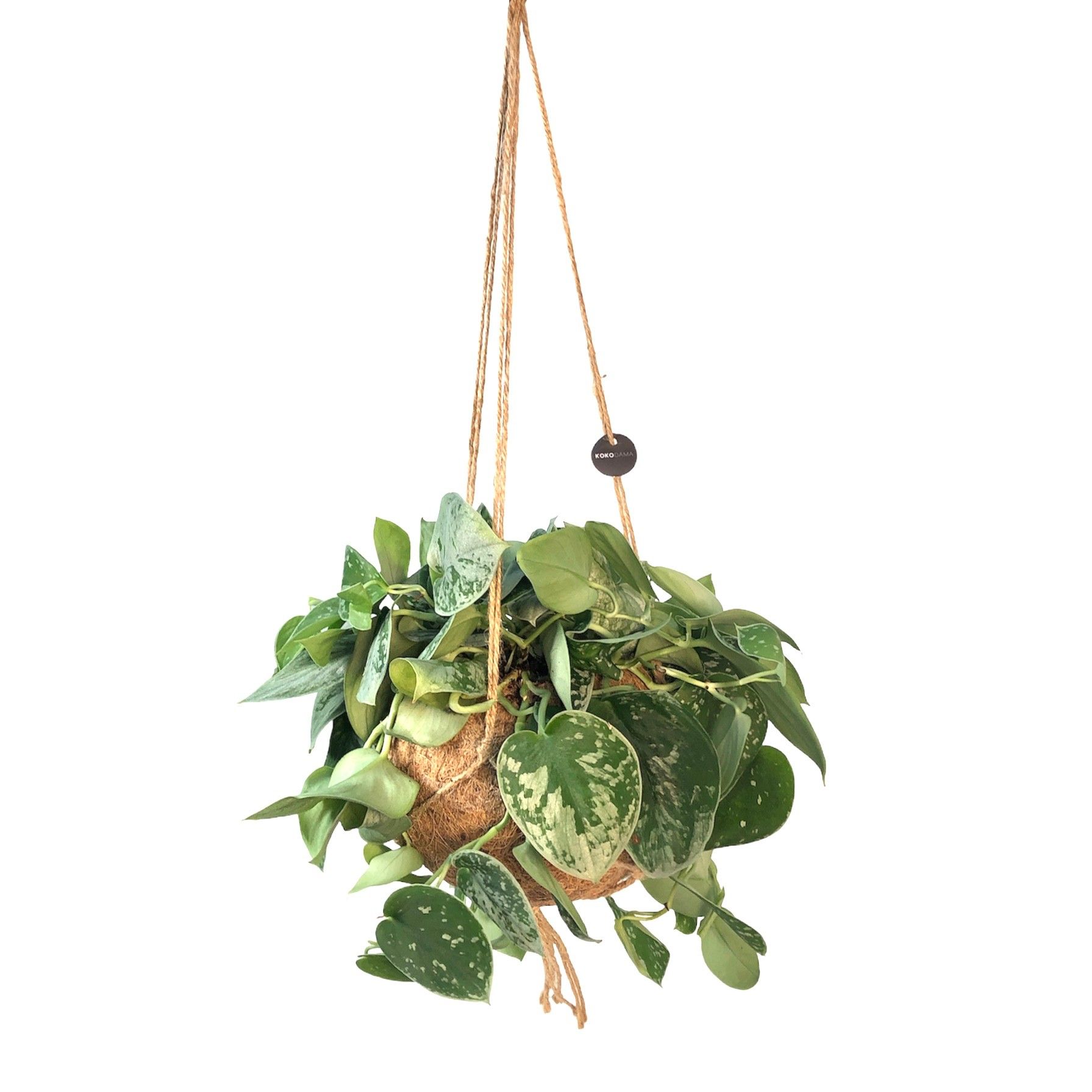 Kokodama 17 cm Scindapsus (species may vary), D 17