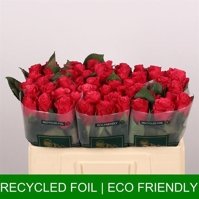 Роза од. Такази+ 50, шт.