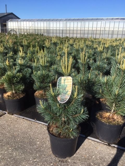 pinus flex. 'Vanderwolfspyramid', D 26 cm