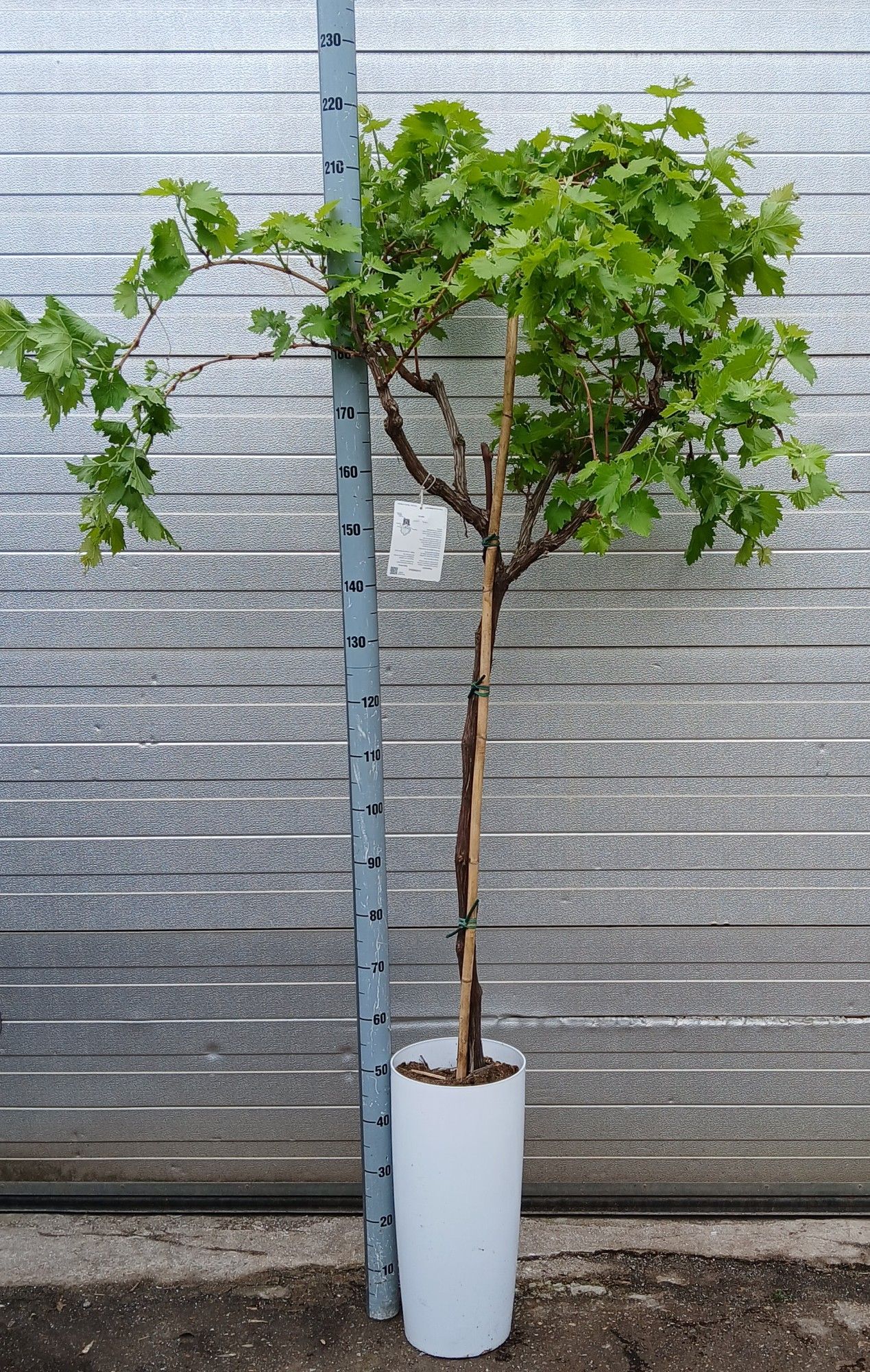 vitis vinifera, D 28