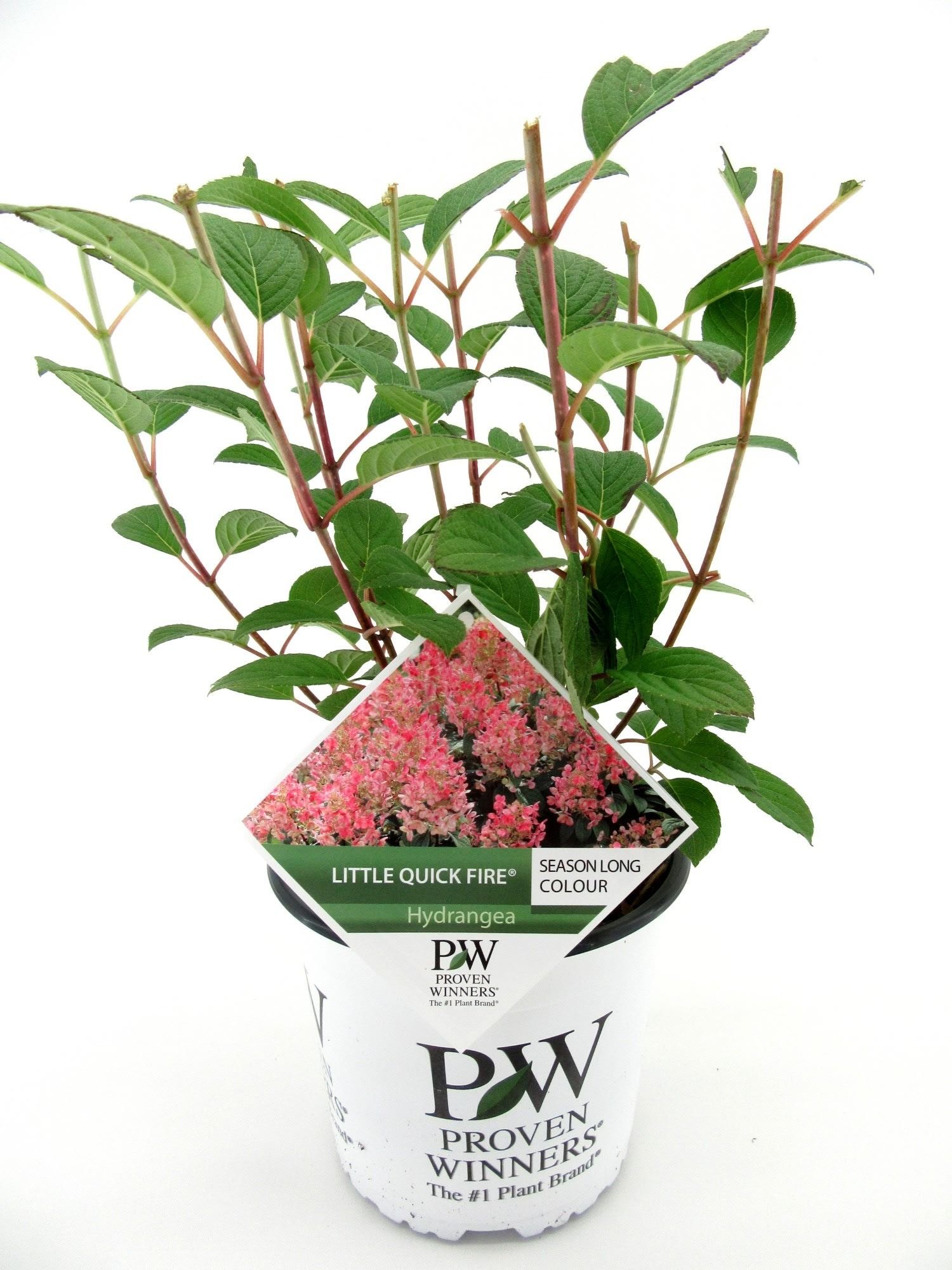 Hydrangea p. FIre Light, D 19