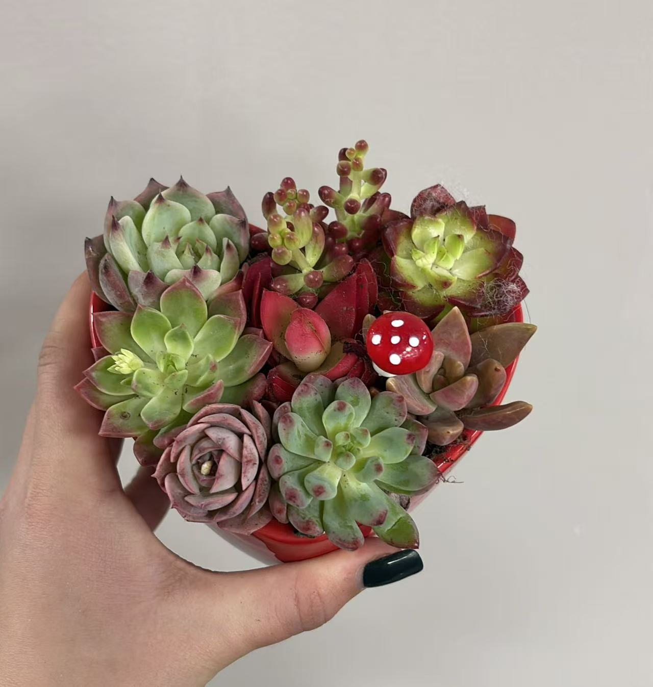 11 Лове Харт Суккулент Комбо 11 16