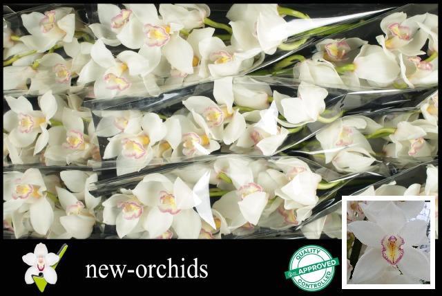 Цимбидиум Тони x9 60, шт.