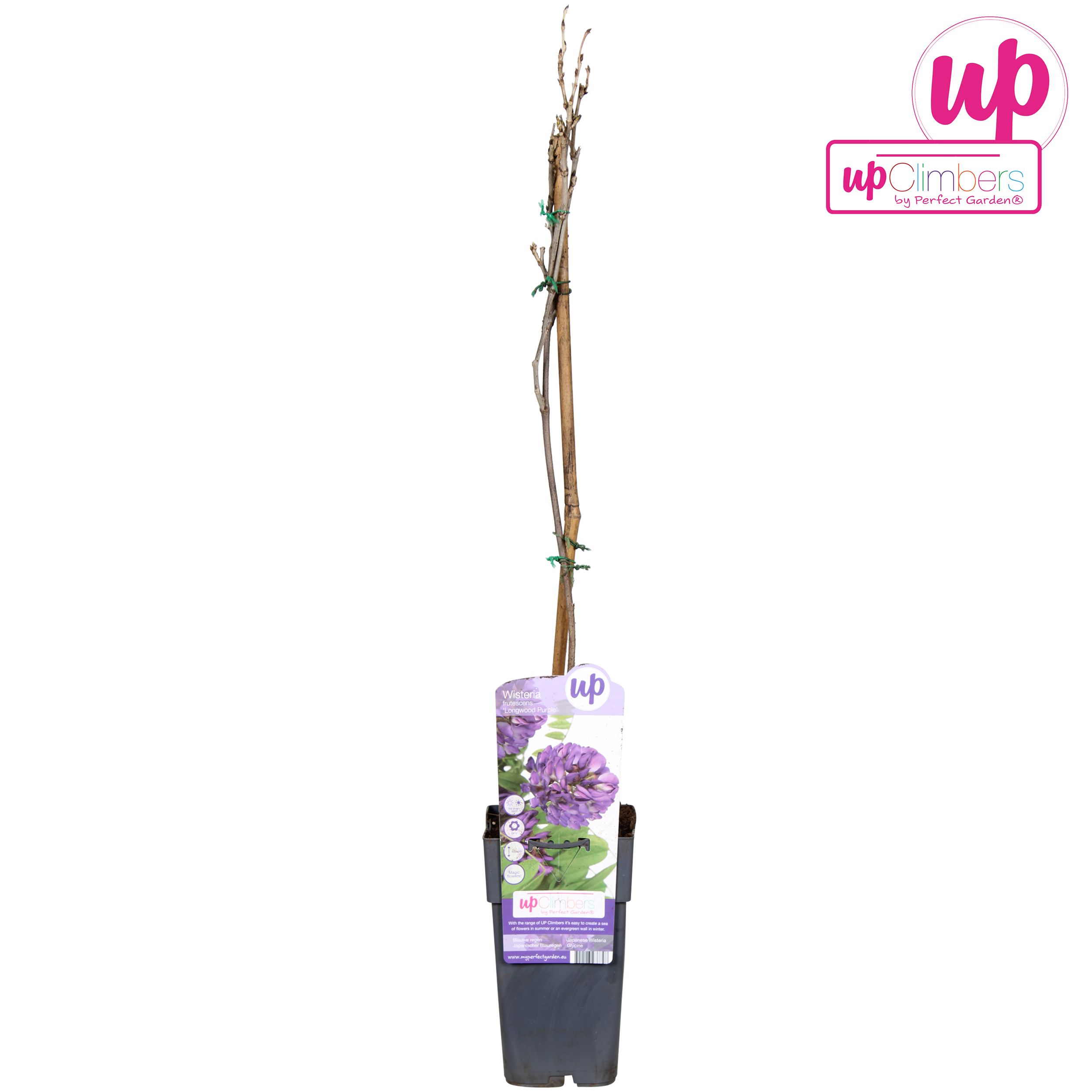 Wisteria frutescens 'Longwood Purple' P15, D 15 cm