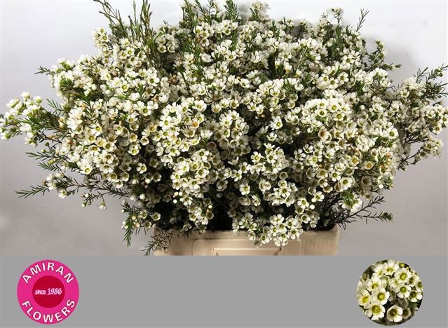 Шамелациум Сириус 70, шт.