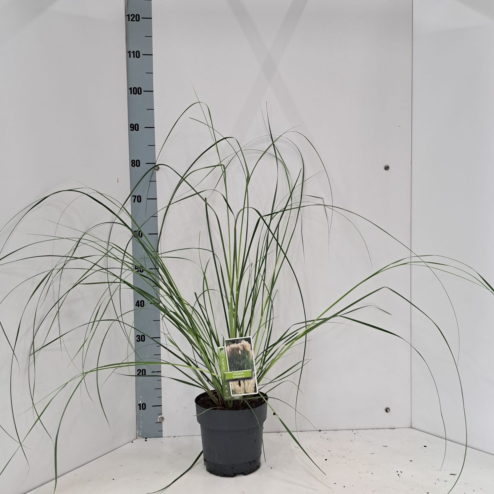 Cortaderia selloana, D 19 cm