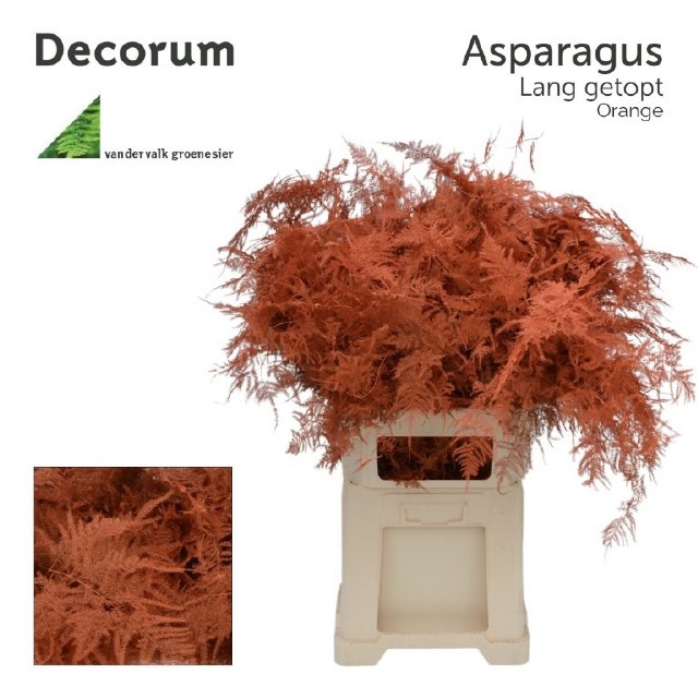 Аспарагус Овериг Крашеный (краш. ) 85, шт.