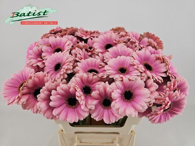 Гермини Эсми, шт.