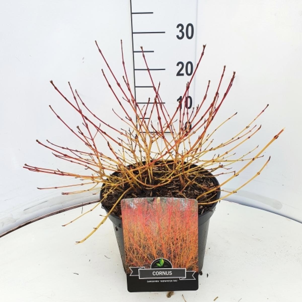Cornus sang. 'Midwinter Fire', D 29
