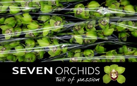 Цимбидиум Мистер Робин Гуд x6 80, шт.