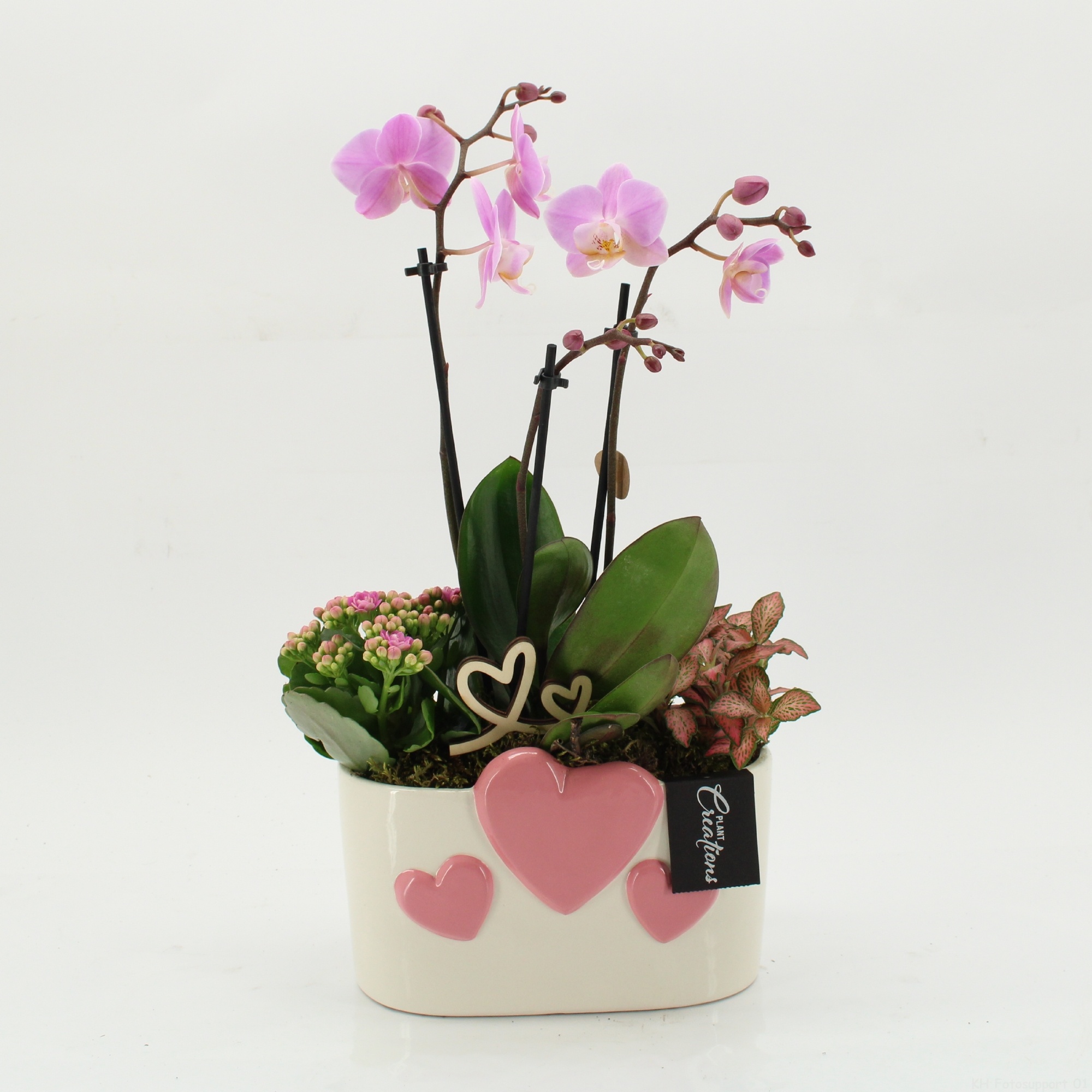 PHALRM-2604RZ Romantic Phalaenopsis, D 20