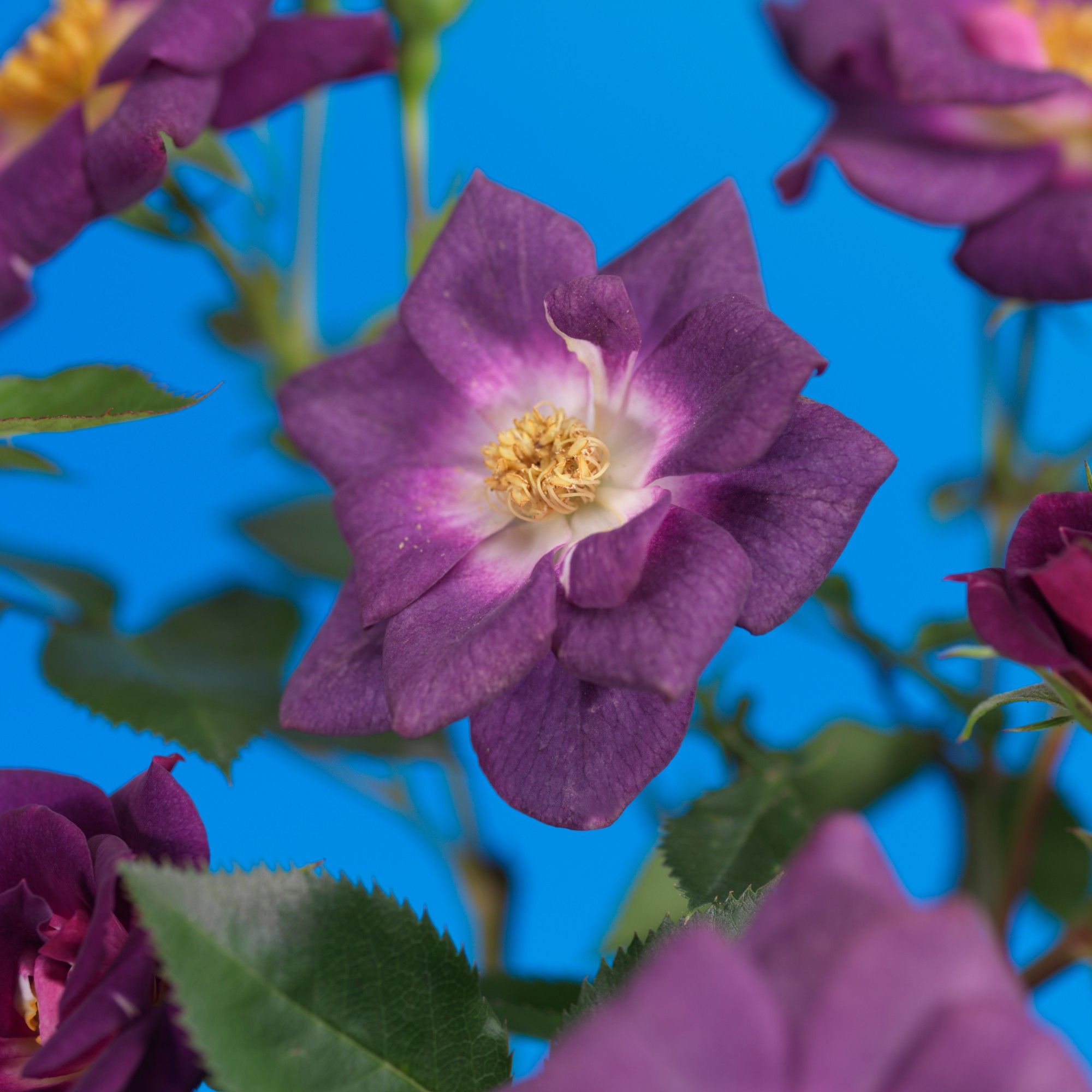 Rosa 'Veilchenblau' +3.0 label, D 15 cm