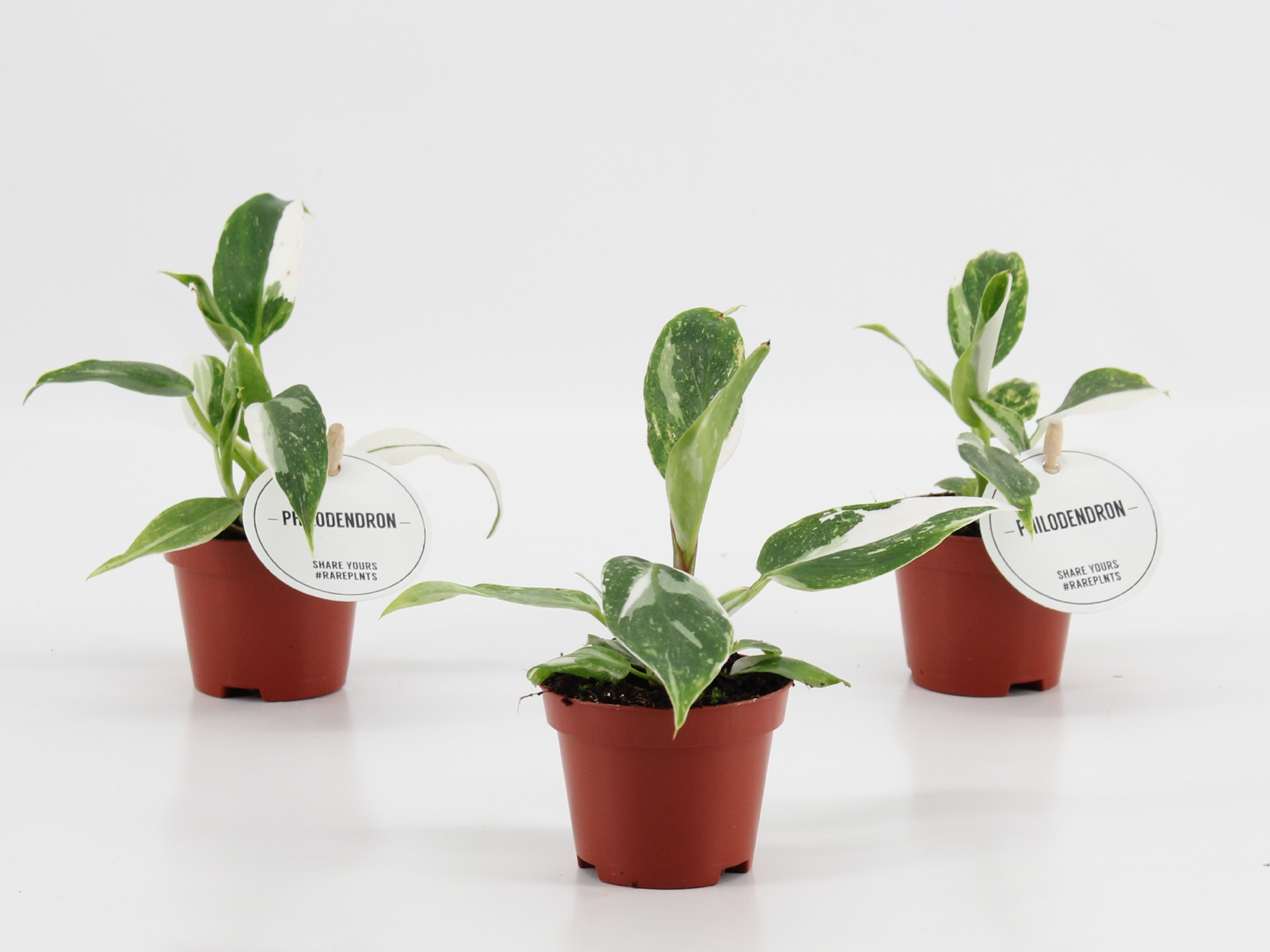 Philodendron White Princess, D 6