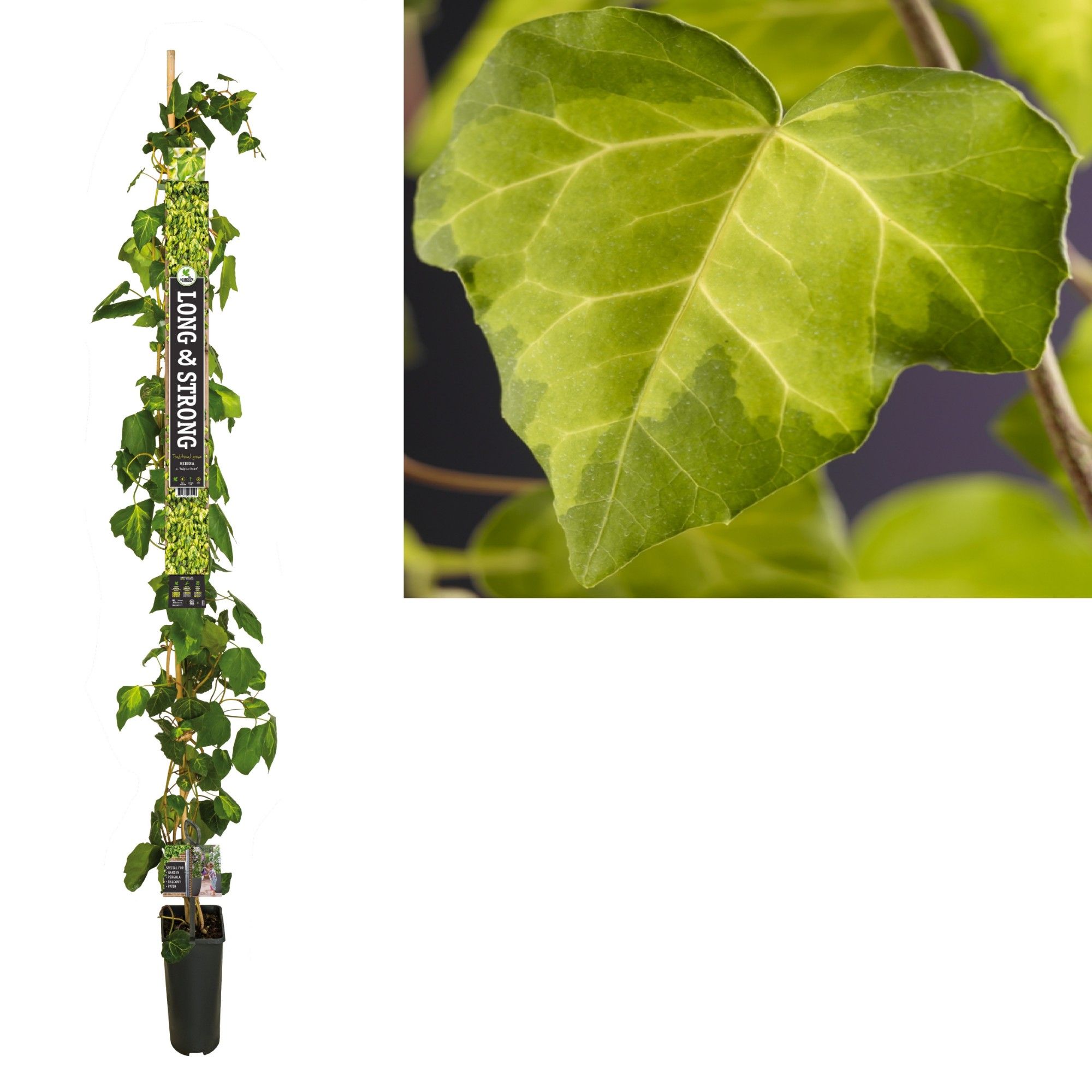 Hedera c. 'Sulphur Heart' +Long & strong label, D 23
