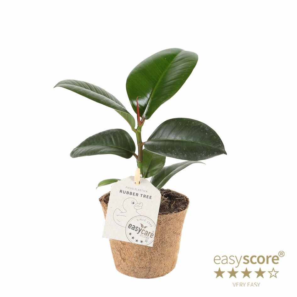 Ficus elastica ´Sofia´ - COCOZ, D 9