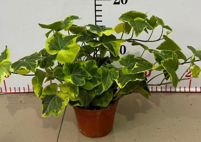 Хедера 90 Голден Потос 9 20